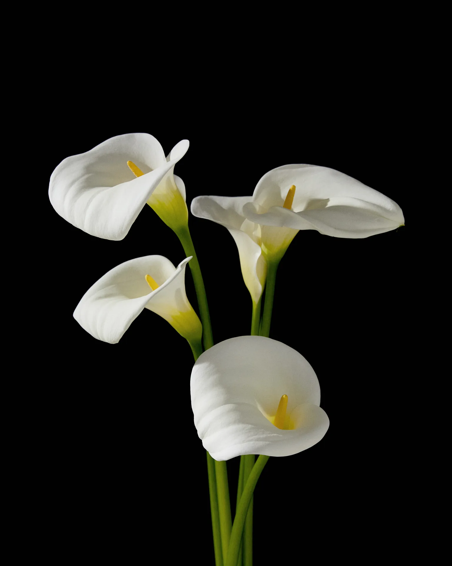 Stills image 16